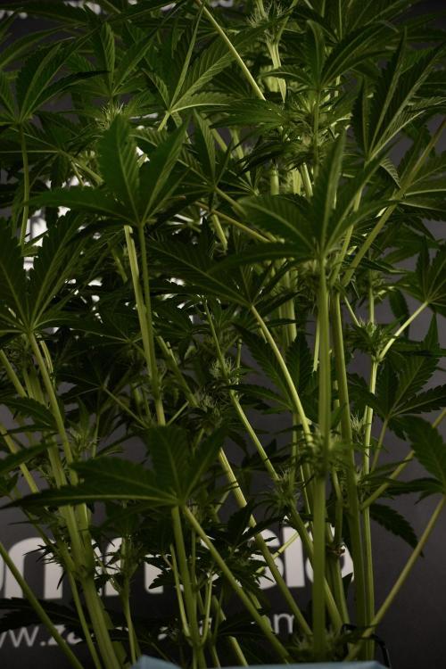 TicaL X Zamnesia-NectarDrip pack#268/750. Week 9 - Nectar Drip 12/12 From seed