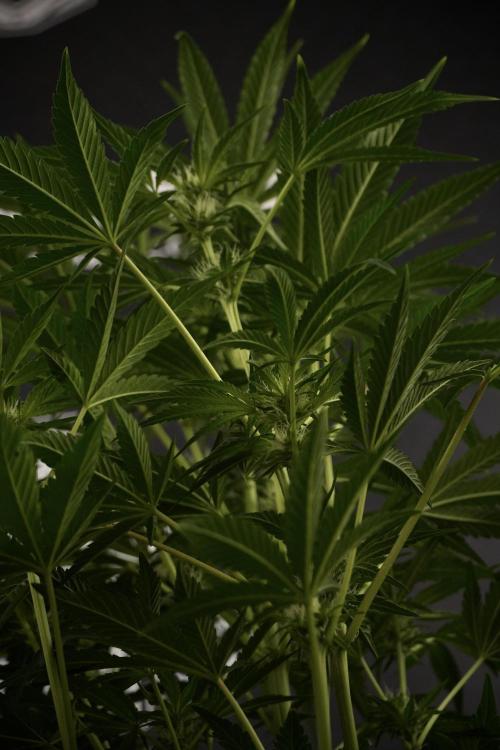 TicaL X Zamnesia-NectarDrip pack#268/750. Week 9 - Nectar Drip 12/12 From seed