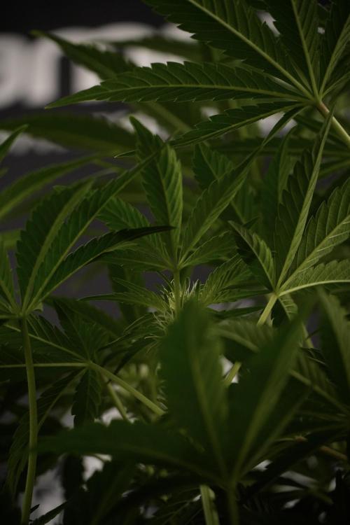 TicaL X Zamnesia-NectarDrip pack#268/750. Week 9 - Nectar Drip 12/12 From seed