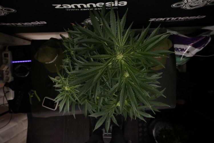 TicaL X Zamnesia-NectarDrip pack#268/750. Week 9 - Nectar Drip 12/12 From seed