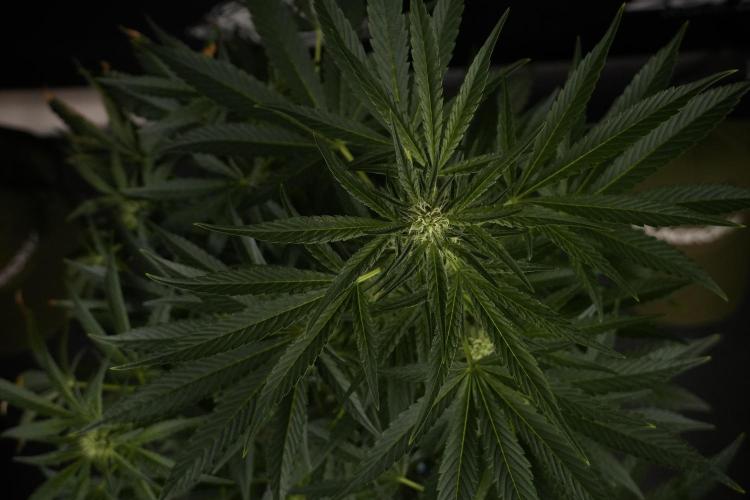 TicaL X Zamnesia-NectarDrip pack#268/750. Week 9 - Nectar Drip 12/12 From seed