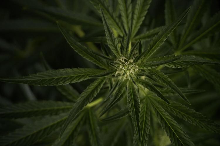 TicaL X Zamnesia-NectarDrip pack#268/750. Week 9 - Nectar Drip 12/12 From seed