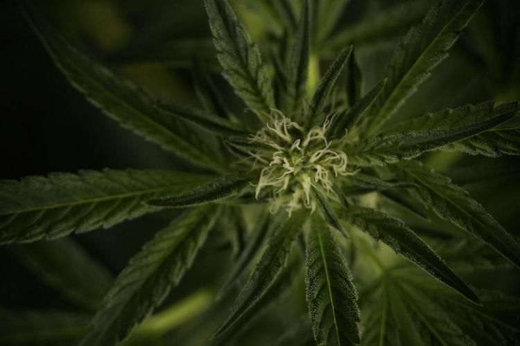 TicaL X Zamnesia-NectarDrip pack#268/750. Week 9 - Nectar Drip 12/12 From seed