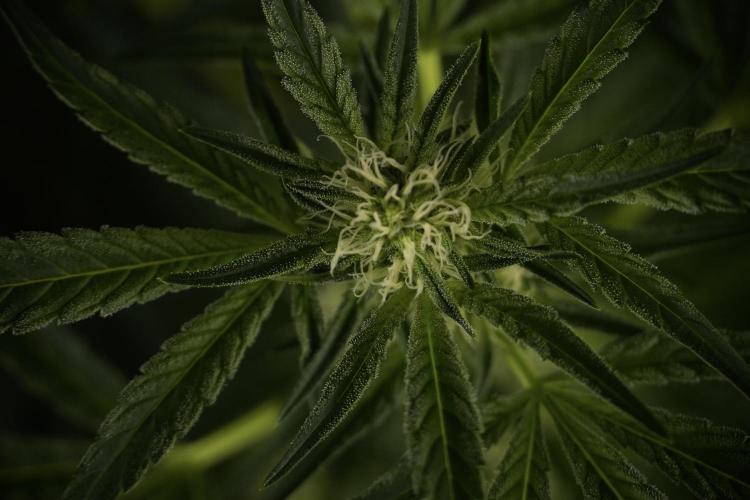 TicaL X Zamnesia-NectarDrip pack#268/750. Week 9 - Nectar Drip 12/12 From seed