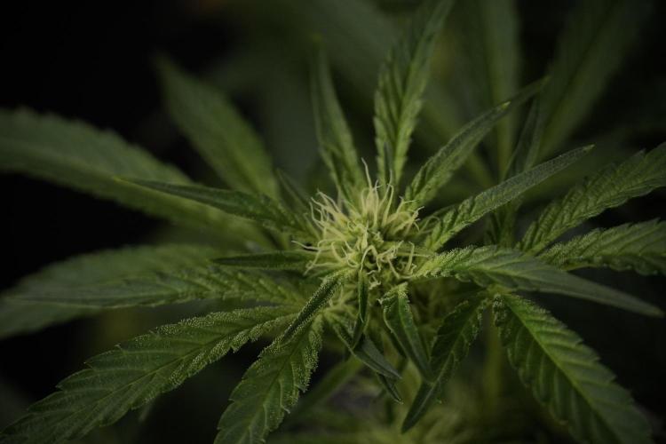 TicaL X Zamnesia-NectarDrip pack#268/750. Week 9 - Nectar Drip 12/12 From seed