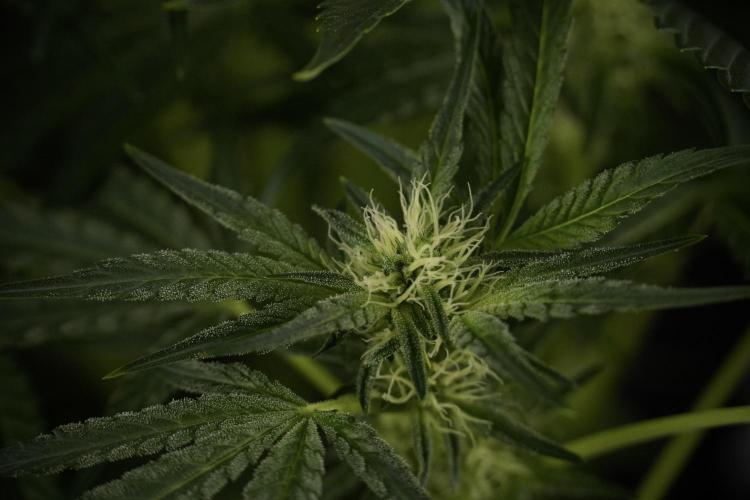 TicaL X Zamnesia-NectarDrip pack#268/750. Week 9 - Nectar Drip 12/12 From seed