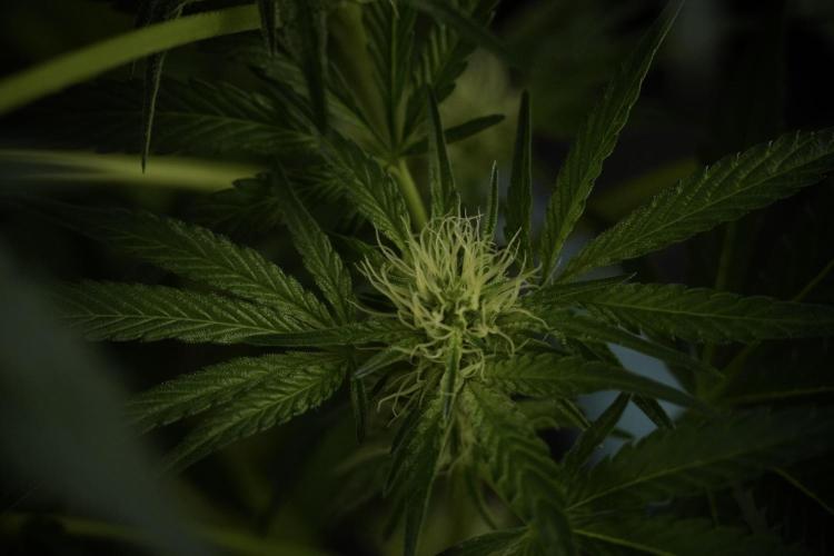 TicaL X Zamnesia-NectarDrip pack#268/750. Week 9 - Nectar Drip 12/12 From seed