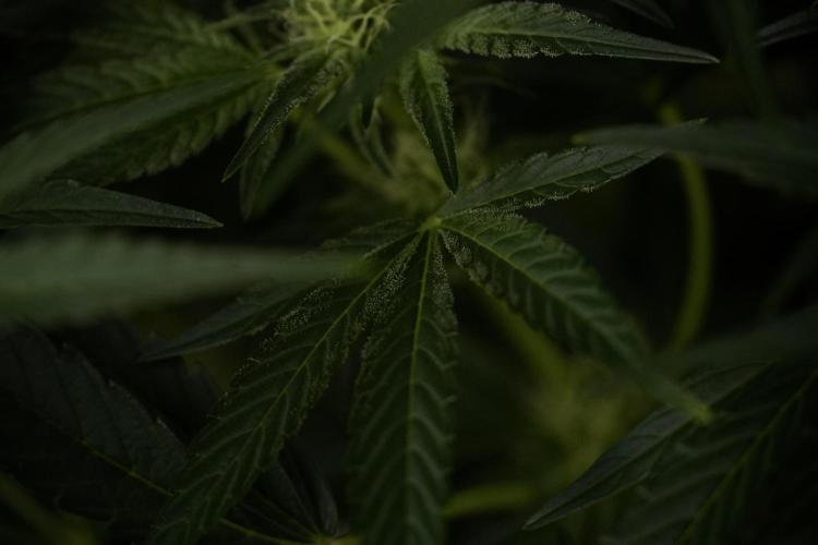 TicaL X Zamnesia-NectarDrip pack#268/750. Week 9 - Nectar Drip 12/12 From seed