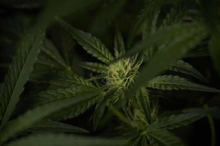 TicaL X Zamnesia-NectarDrip pack#268/750. Week 9 - Nectar Drip 12/12 From seed