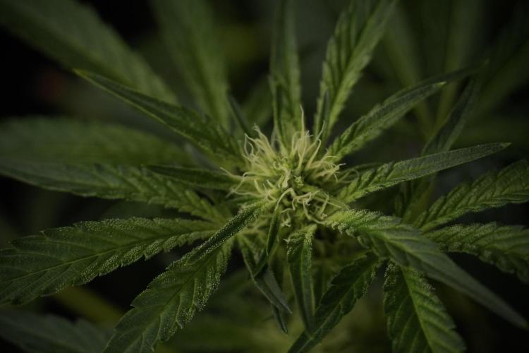 TicaL X Zamnesia-NectarDrip pack#268/750. Week 9 - Nectar Drip 12/12 From seed