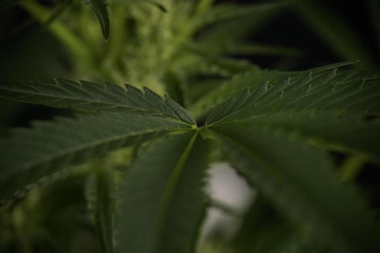 TicaL X Zamnesia-NectarDrip pack#268/750. Week 9 - Nectar Drip 12/12 From seed