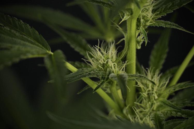 TicaL X Zamnesia-NectarDrip pack#268/750. Week 9 - Nectar Drip 12/12 From seed