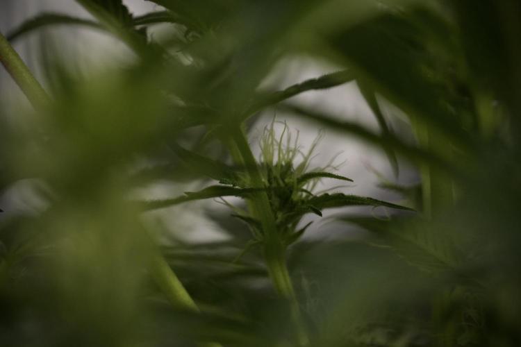 TicaL X Zamnesia-NectarDrip pack#268/750. Week 9 - Nectar Drip 12/12 From seed