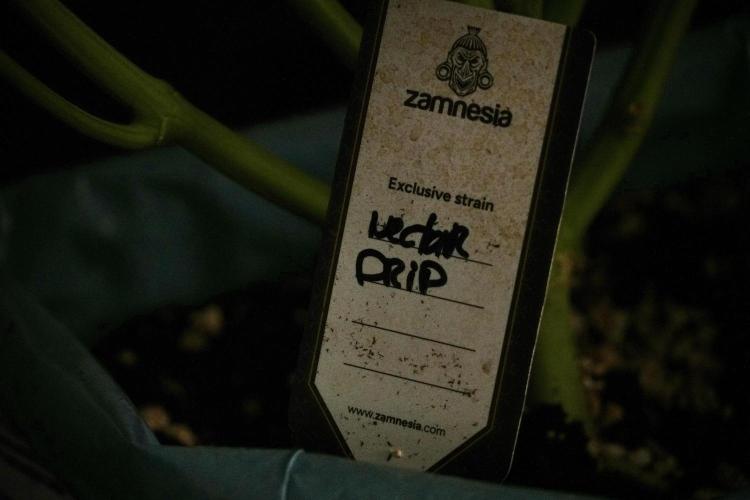 TicaL X Zamnesia-NectarDrip pack#268/750. Week 9 - Nectar Drip 12/12 From seed