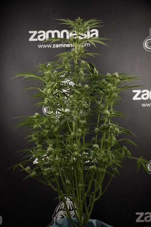 TicaL X Zamnesia-NectarDrip pack#268/750. Week 9 - Nectar Drip 12/12 From seed