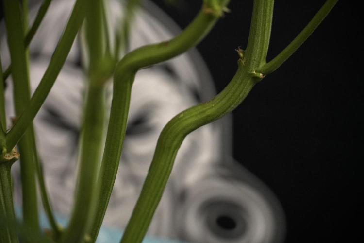 TicaL X Zamnesia-NectarDrip pack#268/750. Week 9 - Nectar Drip 12/12 From seed