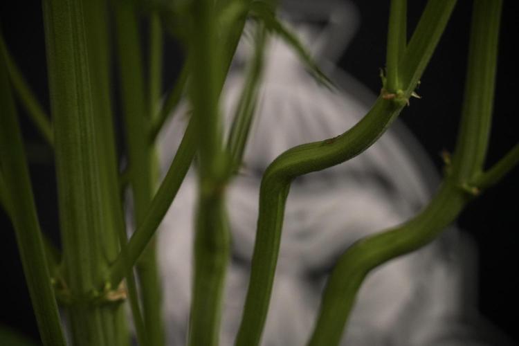 TicaL X Zamnesia-NectarDrip pack#268/750. Week 9 - Nectar Drip 12/12 From seed