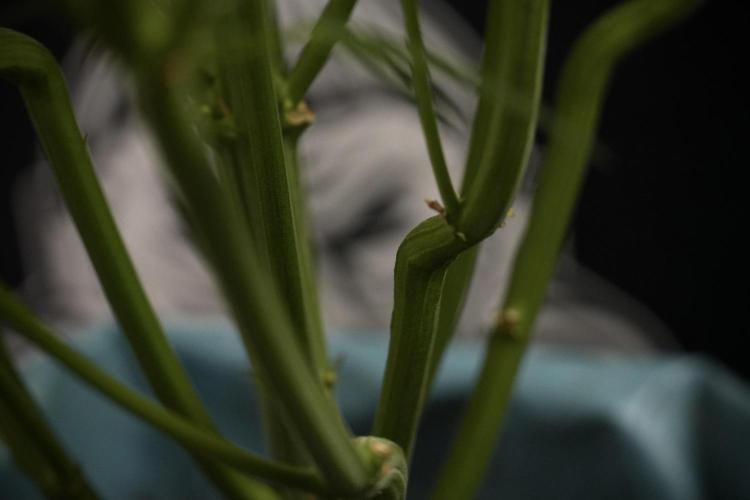 TicaL X Zamnesia-NectarDrip pack#268/750. Week 9 - Nectar Drip 12/12 From seed