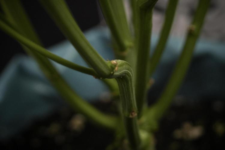 TicaL X Zamnesia-NectarDrip pack#268/750. Week 9 - Nectar Drip 12/12 From seed