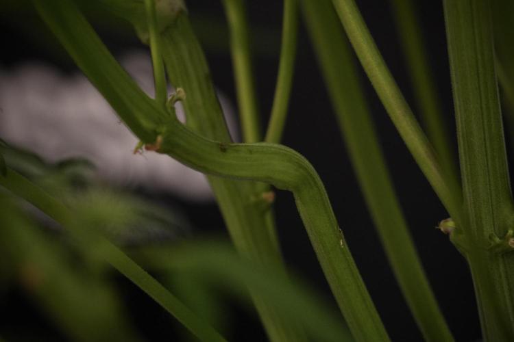 TicaL X Zamnesia-NectarDrip pack#268/750. Week 9 - Nectar Drip 12/12 From seed