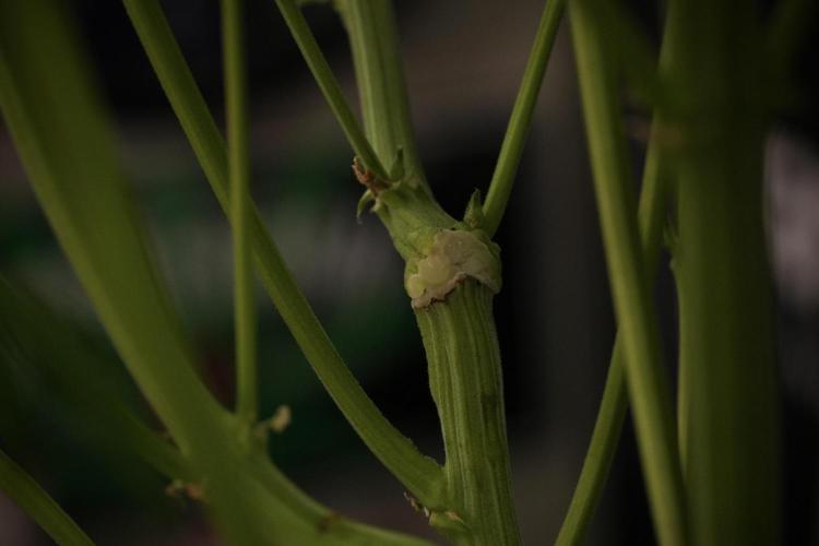 TicaL X Zamnesia-NectarDrip pack#268/750. Week 9 - Nectar Drip 12/12 From seed