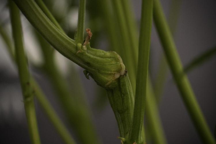 TicaL X Zamnesia-NectarDrip pack#268/750. Week 9 - Nectar Drip 12/12 From seed