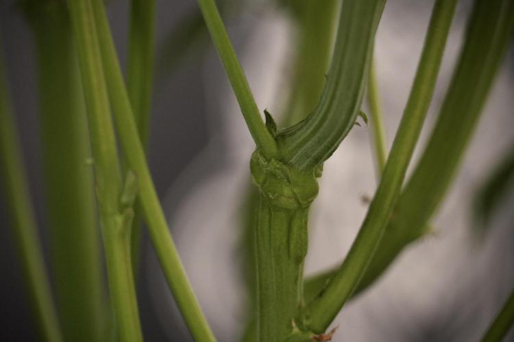 TicaL X Zamnesia-NectarDrip pack#268/750. Week 9 - Nectar Drip 12/12 From seed