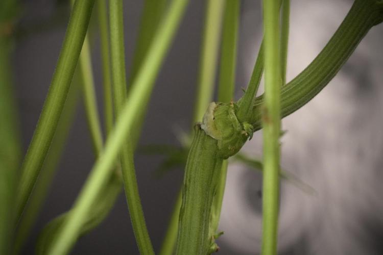 TicaL X Zamnesia-NectarDrip pack#268/750. Week 9 - Nectar Drip 12/12 From seed