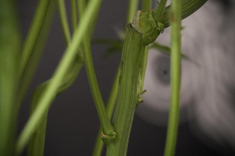 TicaL X Zamnesia-NectarDrip pack#268/750. Week 9 - Nectar Drip 12/12 From seed