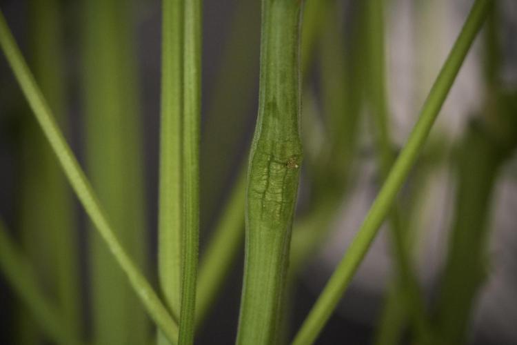 TicaL X Zamnesia-NectarDrip pack#268/750. Week 9 - Nectar Drip 12/12 From seed