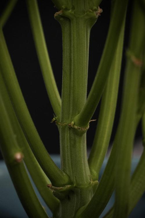 TicaL X Zamnesia-NectarDrip pack#268/750. Week 9 - Nectar Drip 12/12 From seed