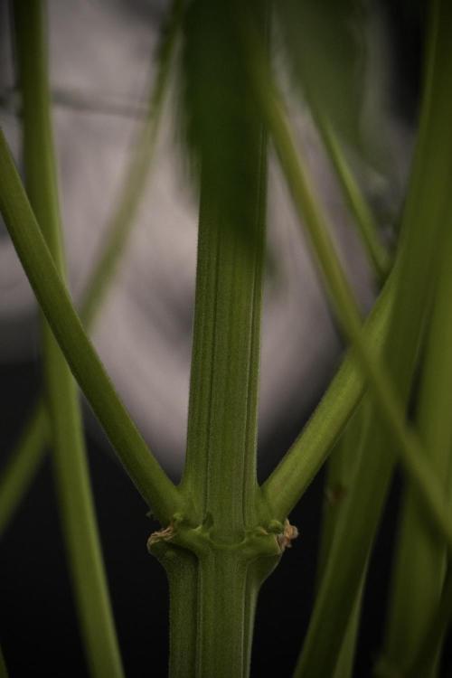 TicaL X Zamnesia-NectarDrip pack#268/750. Week 9 - Nectar Drip 12/12 From seed