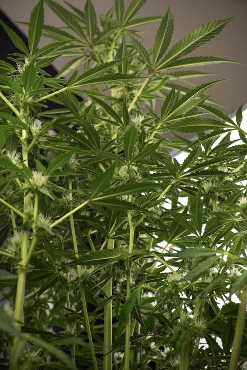 TicaL X Zamnesia-NectarDrip pack#268/750. Week 9 - Nectar Drip 12/12 From seed