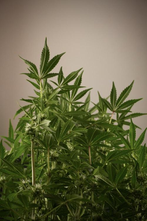 TicaL X Zamnesia-NectarDrip pack#268/750. Week 9 - Nectar Drip 12/12 From seed