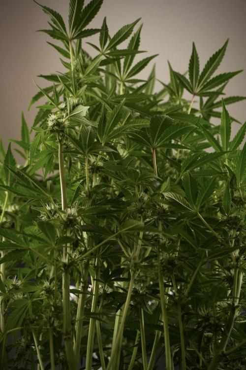 TicaL X Zamnesia-NectarDrip pack#268/750. Week 9 - Nectar Drip 12/12 From seed