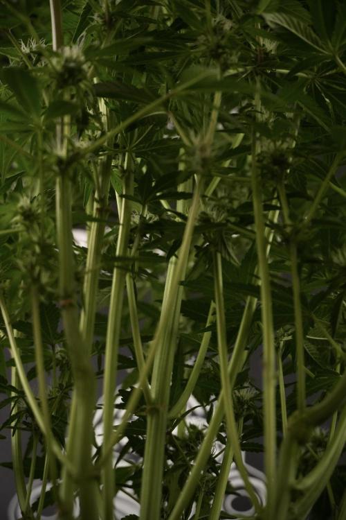 TicaL X Zamnesia-NectarDrip pack#268/750. Week 9 - Nectar Drip 12/12 From seed