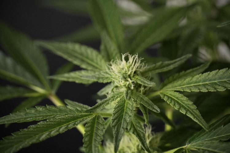 TicaL X Zamnesia-NectarDrip pack#268/750. Week 9 - Nectar Drip 12/12 From seed