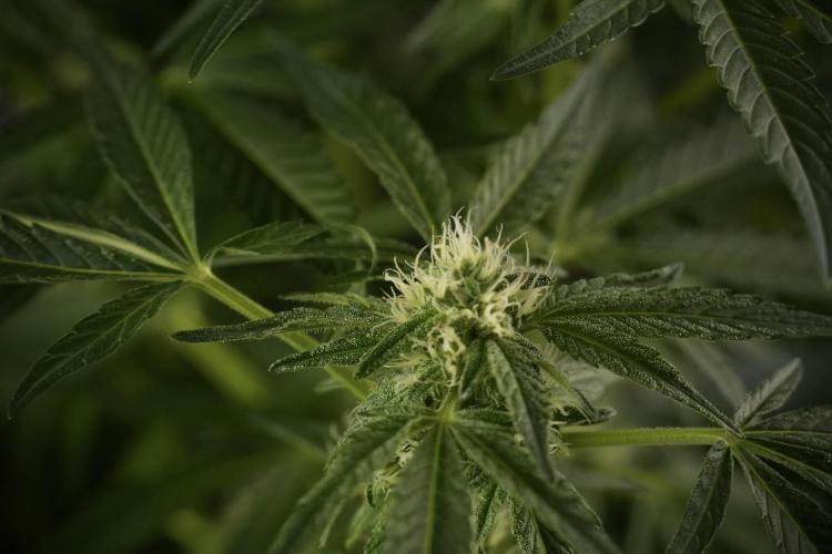 TicaL X Zamnesia-NectarDrip pack#268/750. Week 9 - Nectar Drip 12/12 From seed