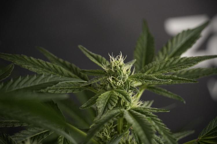 TicaL X Zamnesia-NectarDrip pack#268/750. Week 9 - Nectar Drip 12/12 From seed