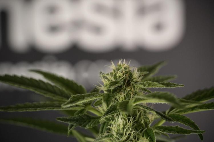 TicaL X Zamnesia-NectarDrip pack#268/750. Week 9 - Nectar Drip 12/12 From seed