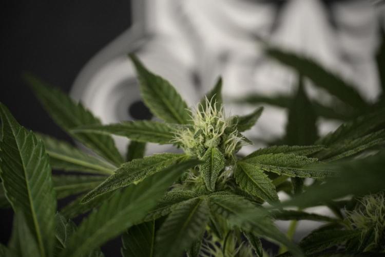 TicaL X Zamnesia-NectarDrip pack#268/750. Week 9 - Nectar Drip 12/12 From seed