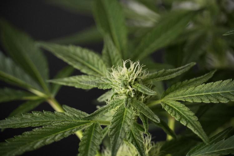 TicaL X Zamnesia-NectarDrip pack#268/750. Week 9 - Nectar Drip 12/12 From seed