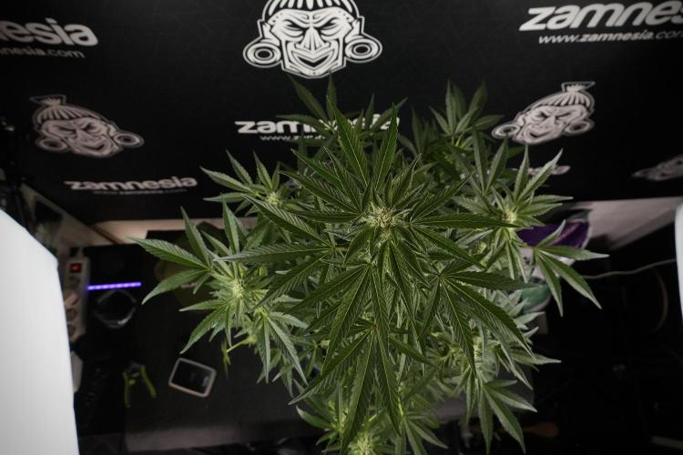 TicaL X Zamnesia-NectarDrip pack#268/750. Week 9 - Nectar Drip 12/12 From seed