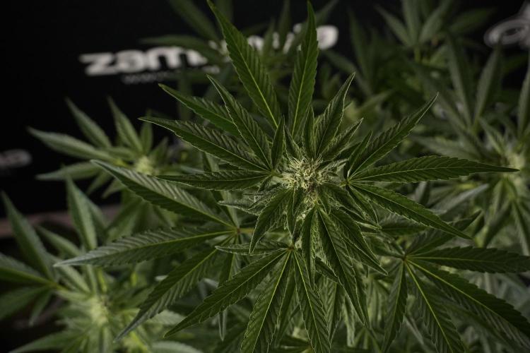 TicaL X Zamnesia-NectarDrip pack#268/750. Week 9 - Nectar Drip 12/12 From seed