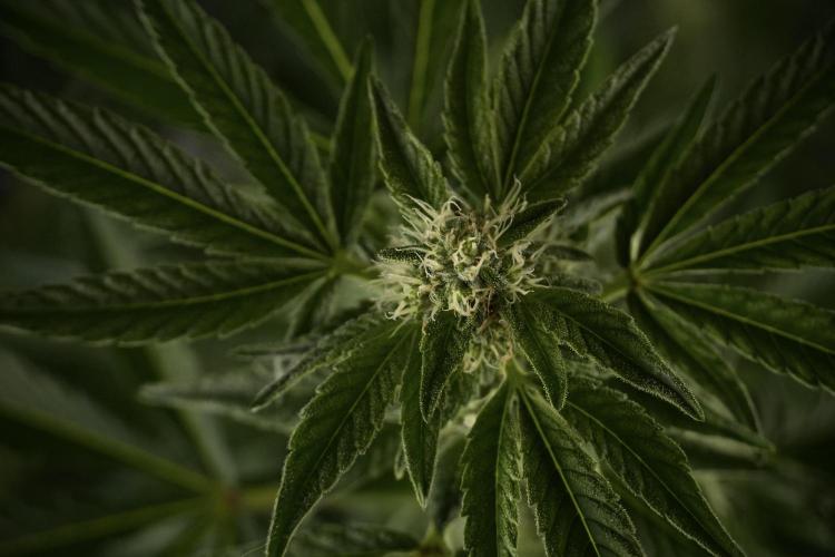 TicaL X Zamnesia-NectarDrip pack#268/750. Week 9 - Nectar Drip 12/12 From seed