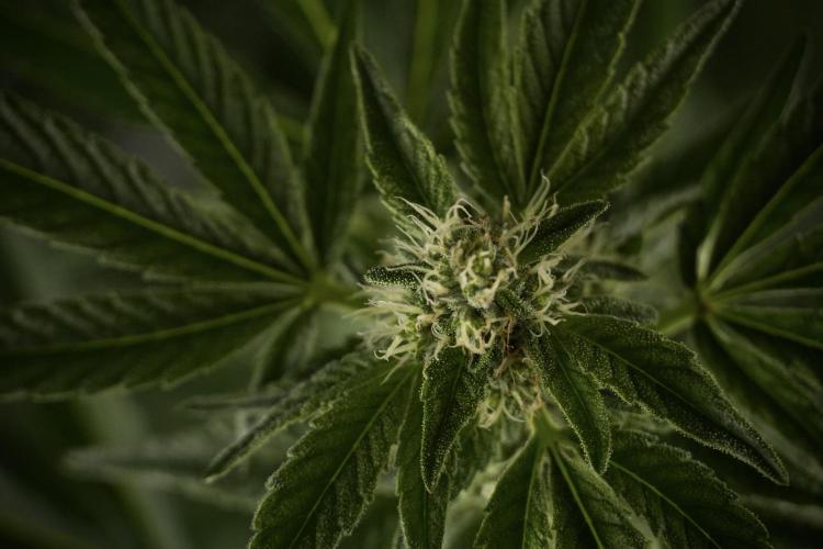 TicaL X Zamnesia-NectarDrip pack#268/750. Week 9 - Nectar Drip 12/12 From seed