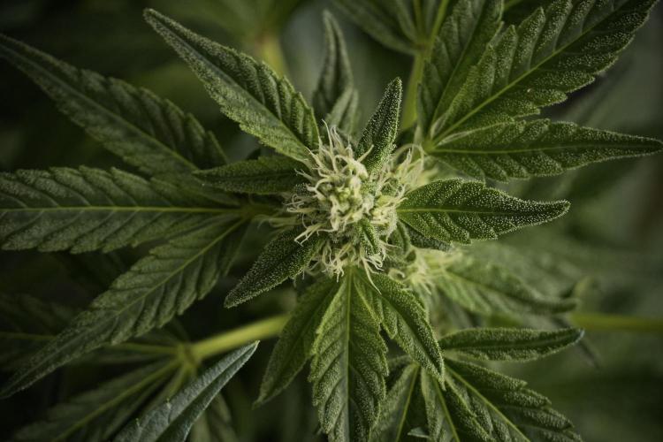 TicaL X Zamnesia-NectarDrip pack#268/750. Week 9 - Nectar Drip 12/12 From seed