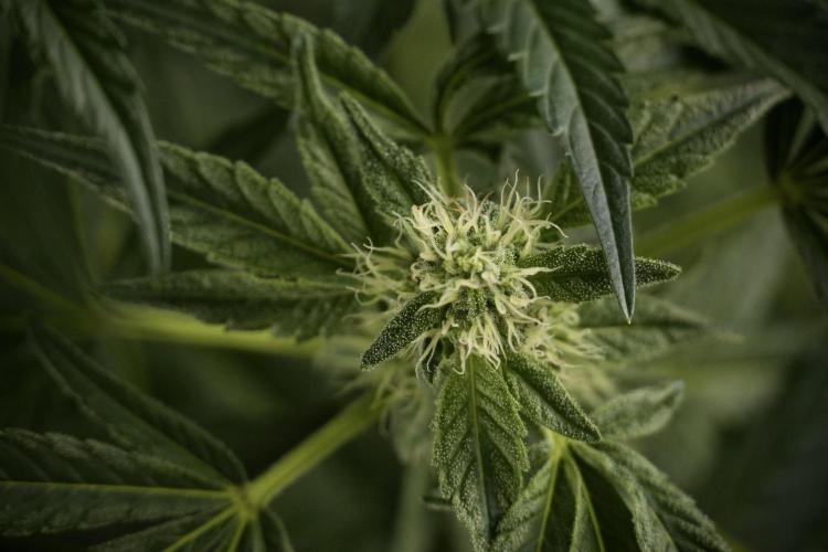 TicaL X Zamnesia-NectarDrip pack#268/750. Week 9 - Nectar Drip 12/12 From seed