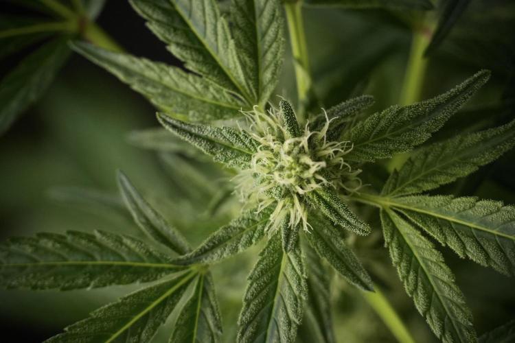 TicaL X Zamnesia-NectarDrip pack#268/750. Week 9 - Nectar Drip 12/12 From seed