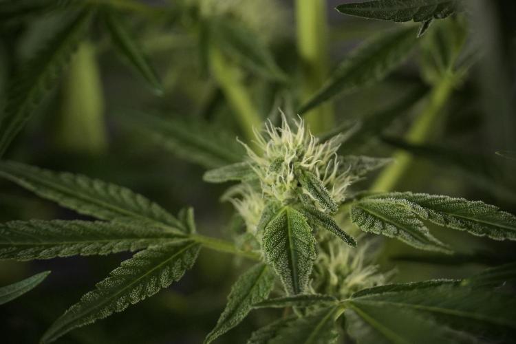 TicaL X Zamnesia-NectarDrip pack#268/750. Week 9 - Nectar Drip 12/12 From seed